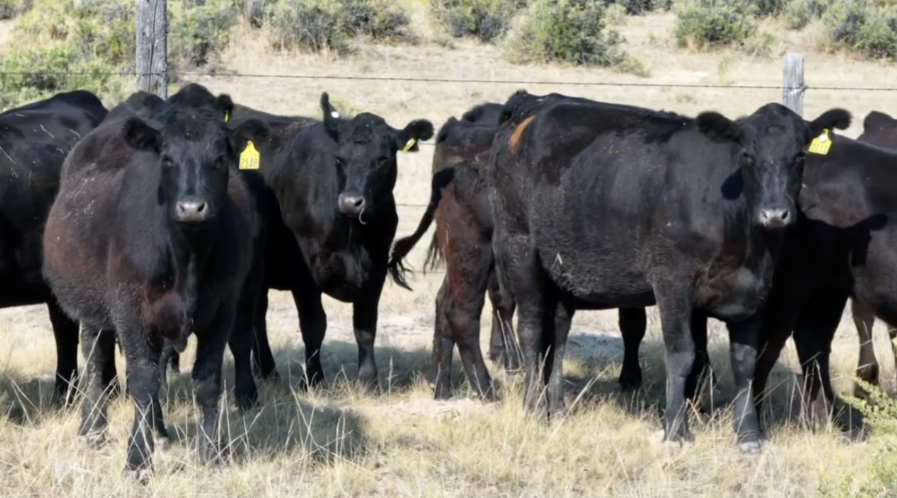 90 Head of Black Angus and Black Baldy- BH911C5